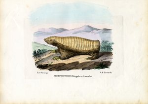 Pink Fairy Armadillo, 1863-79